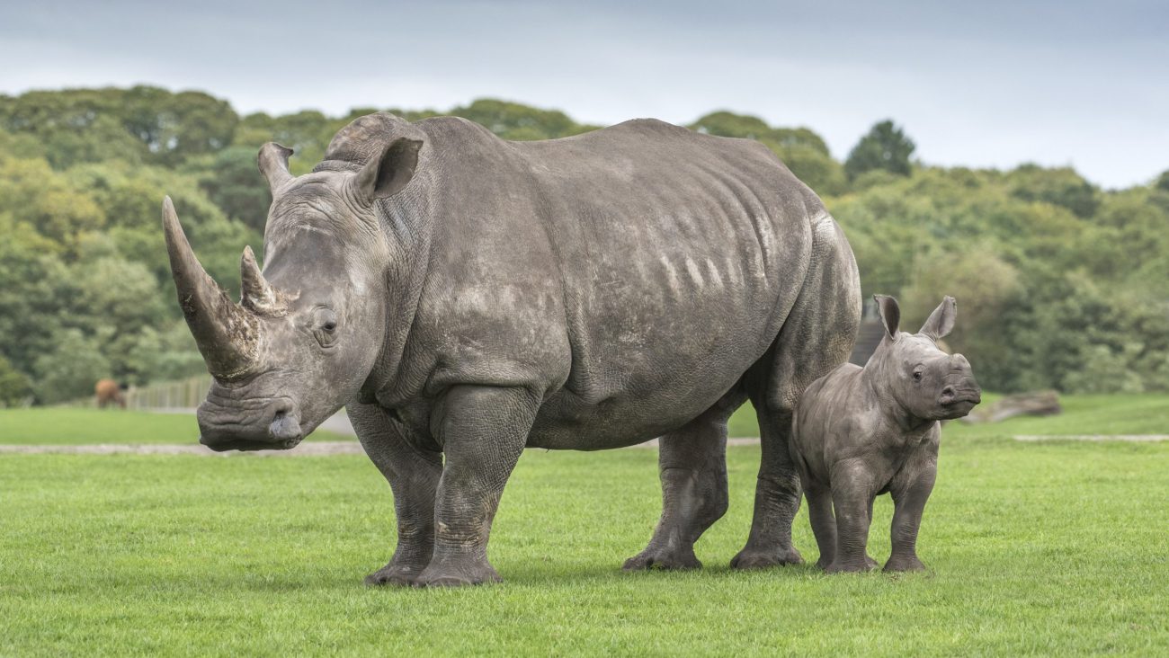 A ful grown Rhino and baby at West midlands Safari Park.