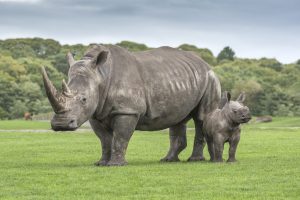 A ful grown Rhino and baby at West midlands Safari Park.