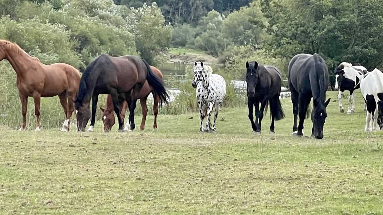 8 Horses next to the river Severn at Bank farm Holiday park.