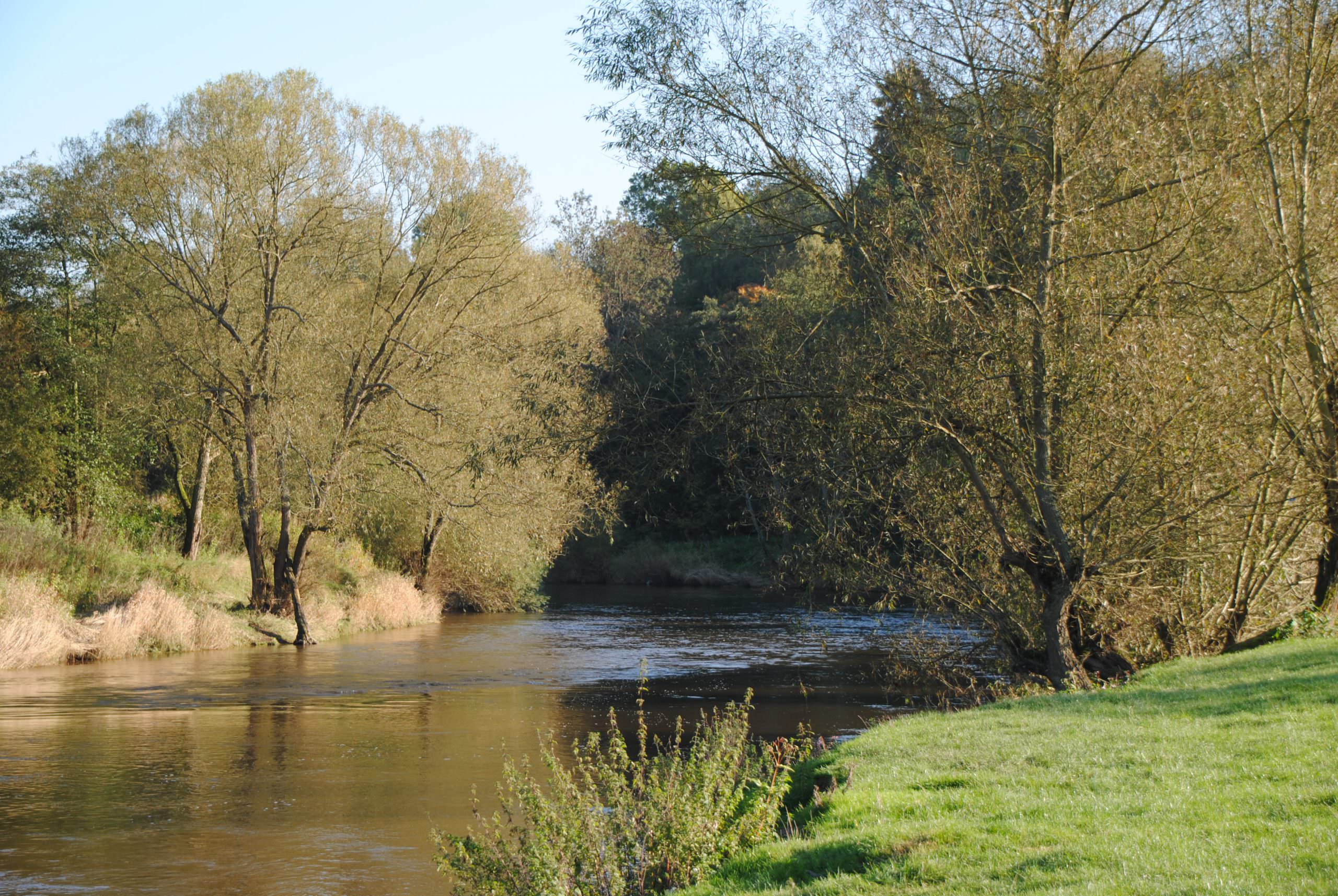 The perfect spot for a picnic, stretch of the River Severn, the river is high and fast running with ripples as the river meanders around the bend. Tall trees tower the far bank, the nearside bank is grassy and close to the edge the reeds are high.