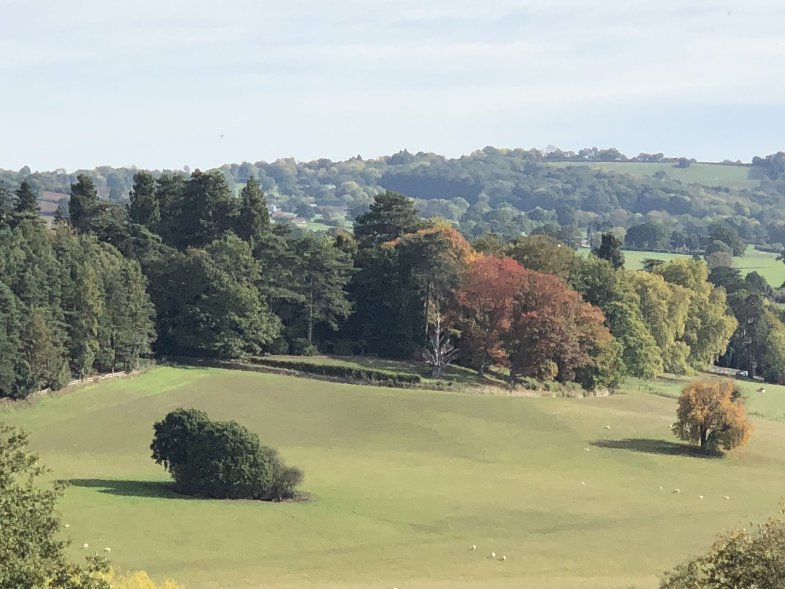 Trees around Bank holiday park