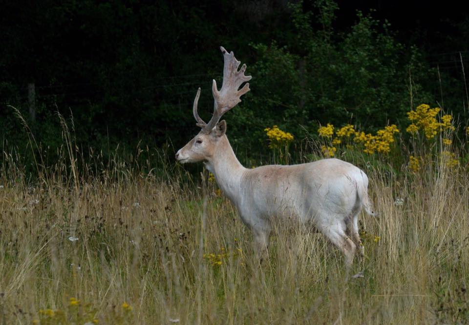 A light tan buck deer with full, tall antlers stands still in the long grass. The hedge and yellow wild flowers beyond are out of focus. It’s almost dark.