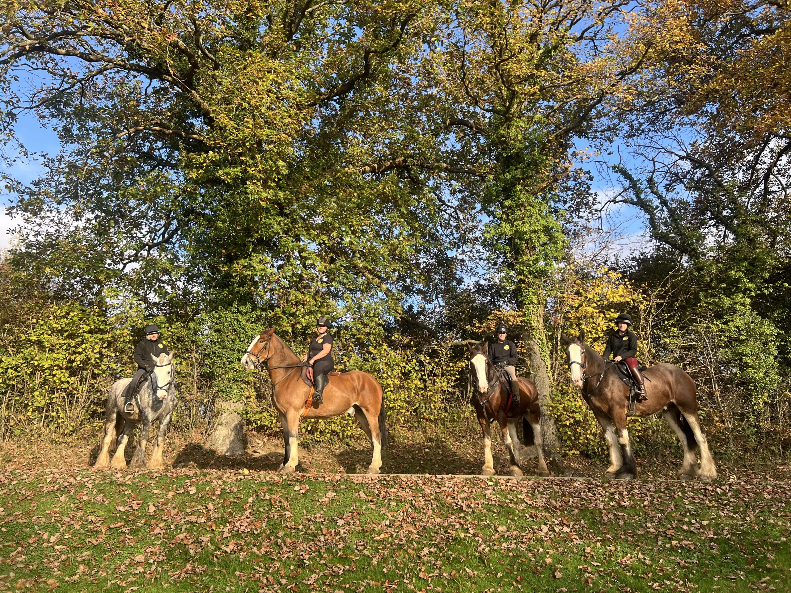 4 riders on heavy horses at Bank Farm Equestrian Centre