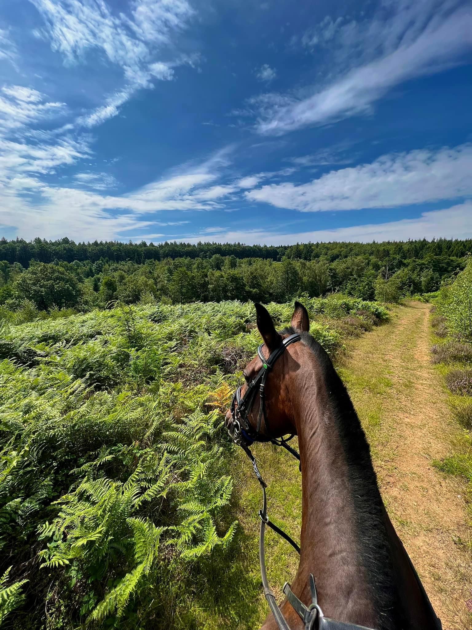 A bank farm horse on a wyre forest hack