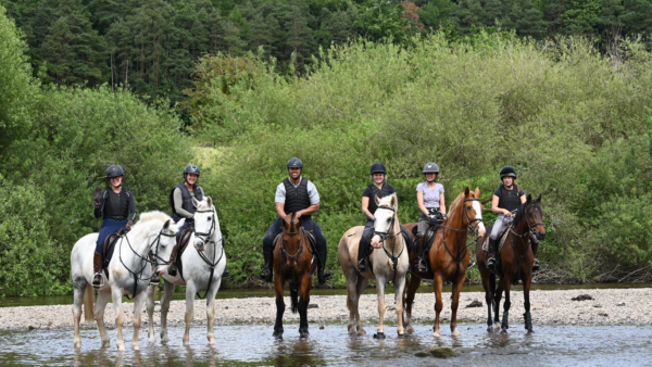 Horses at bank farm enjoying a splash in the river severn