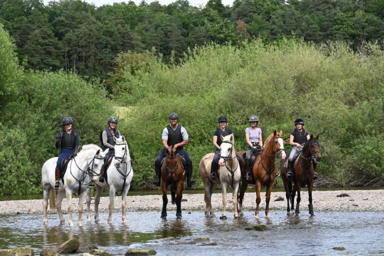 Image Horses at bank farm enjoying a splash in the river severn