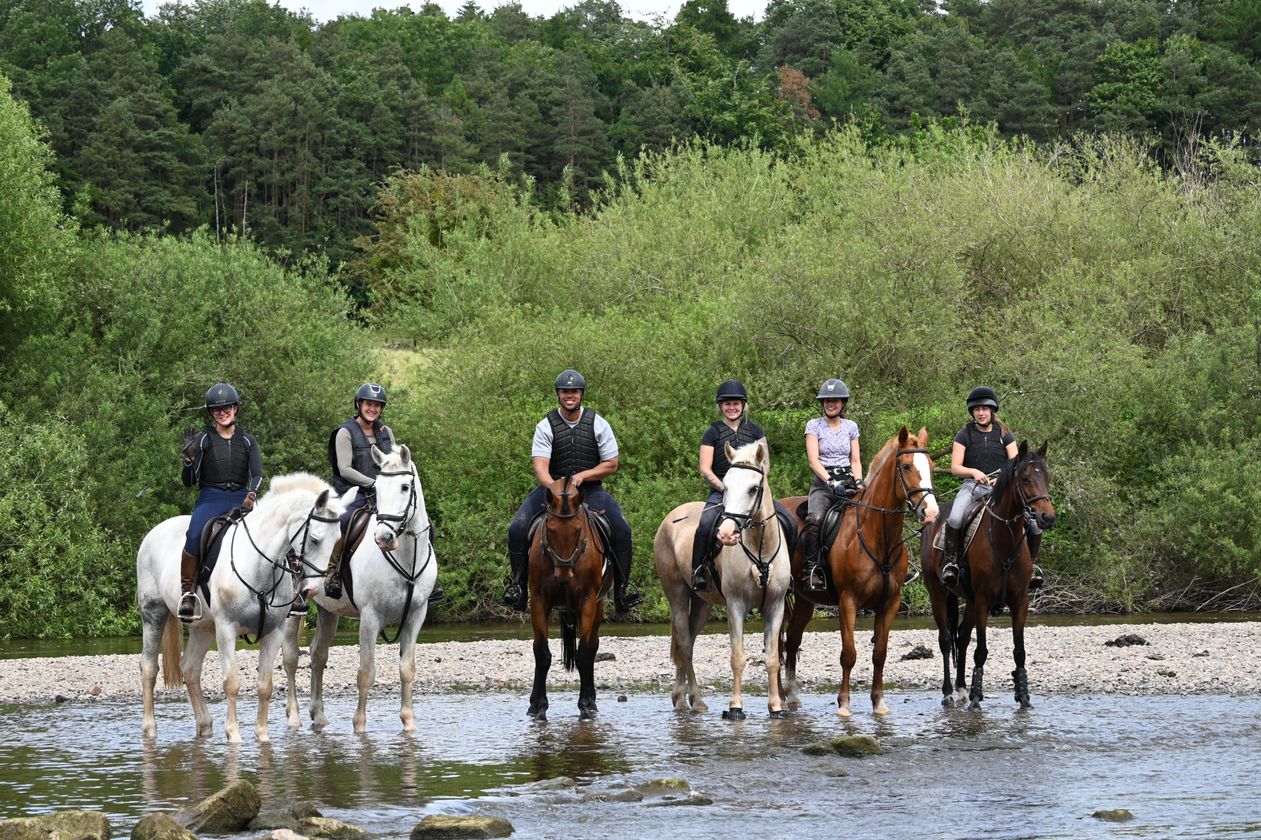 Horses at bank farm enjoying a splash in the river severn