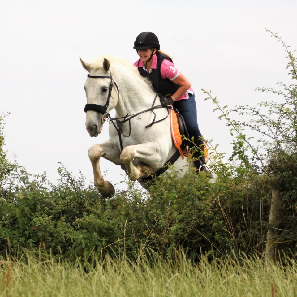 A grey horse jumping a hedge at bank Fram Equestrian centre