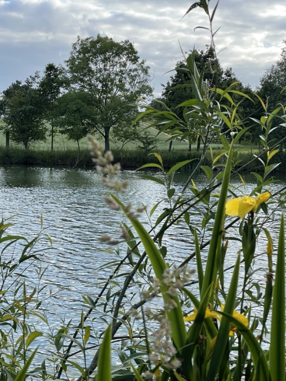 yellow flowers by the river severn
