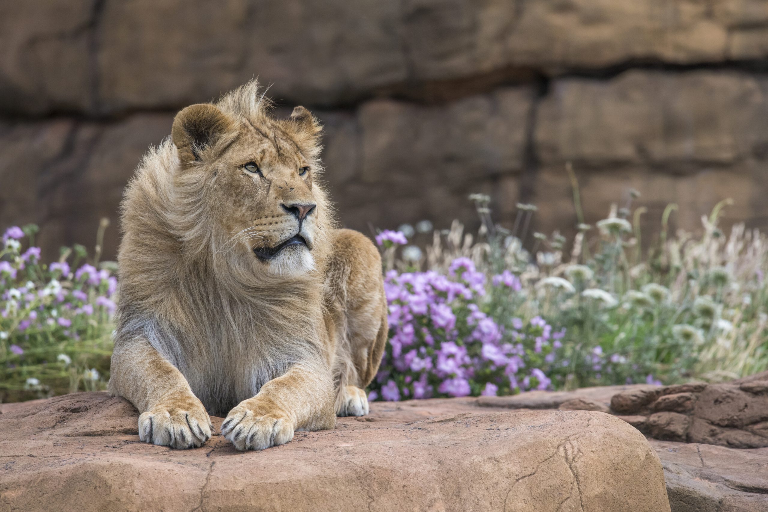 a Lion at West Midland Safari Park