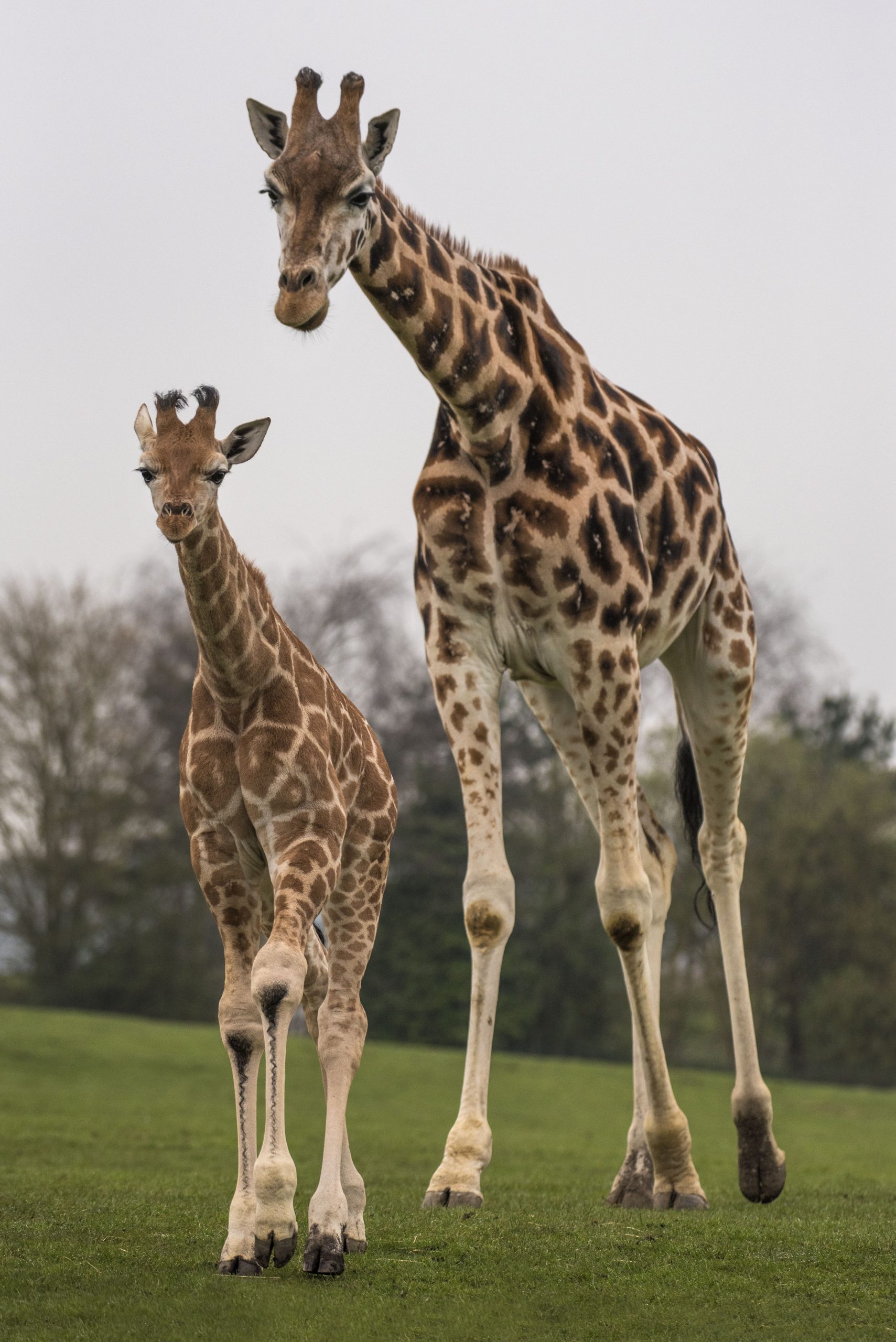 an adult and a baby giraffe at West Midland Safari Park