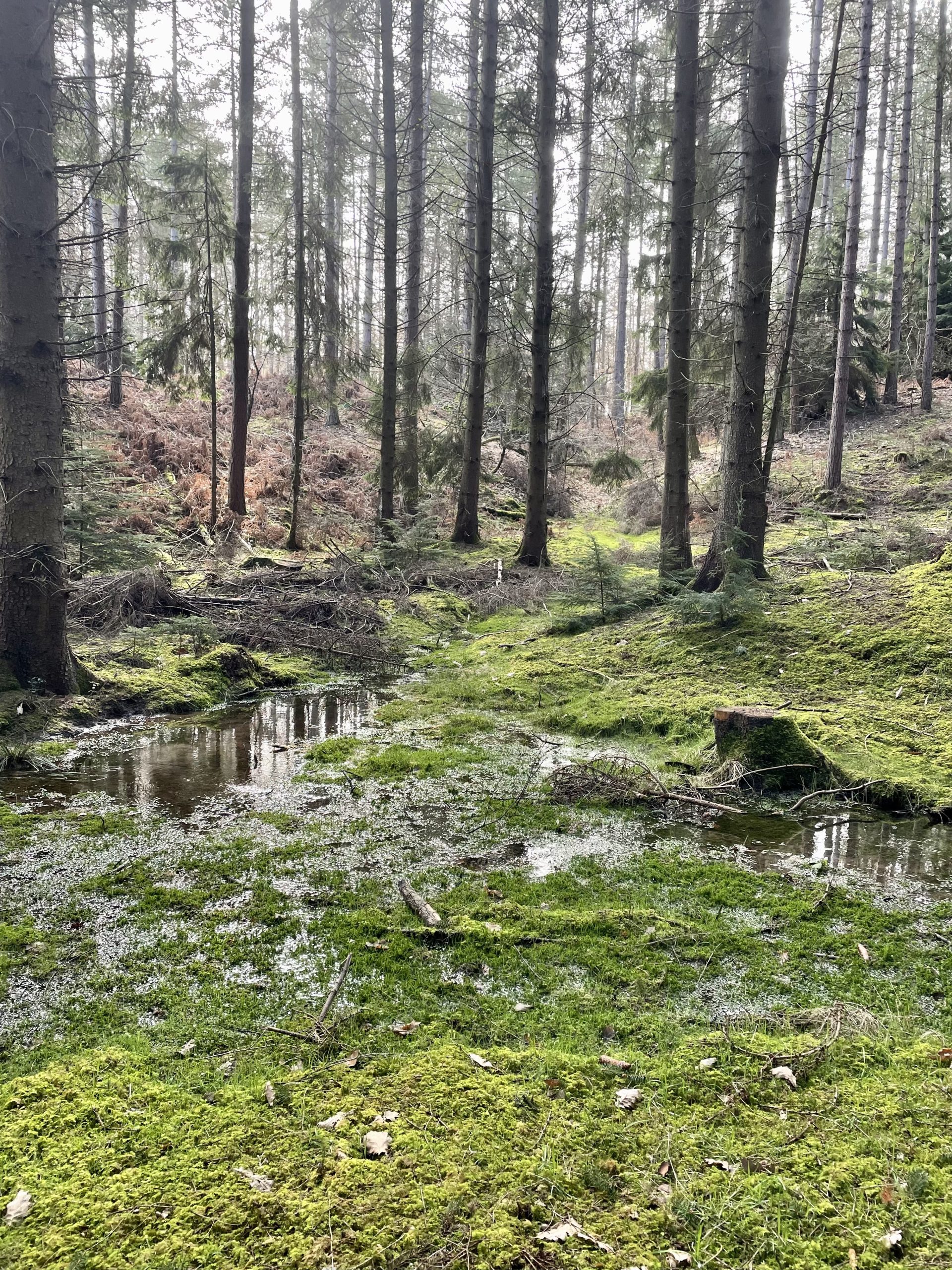 in the forest