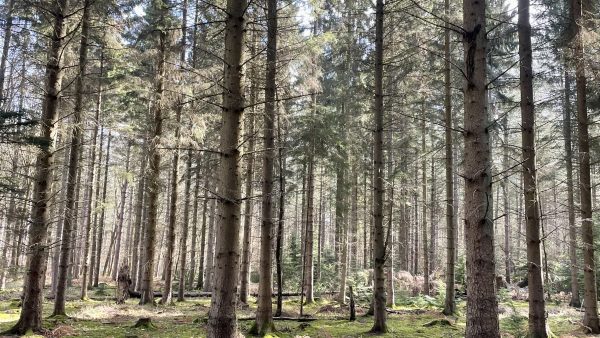 Tall trees in the forest