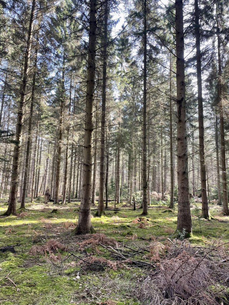 Tall trees in the forest