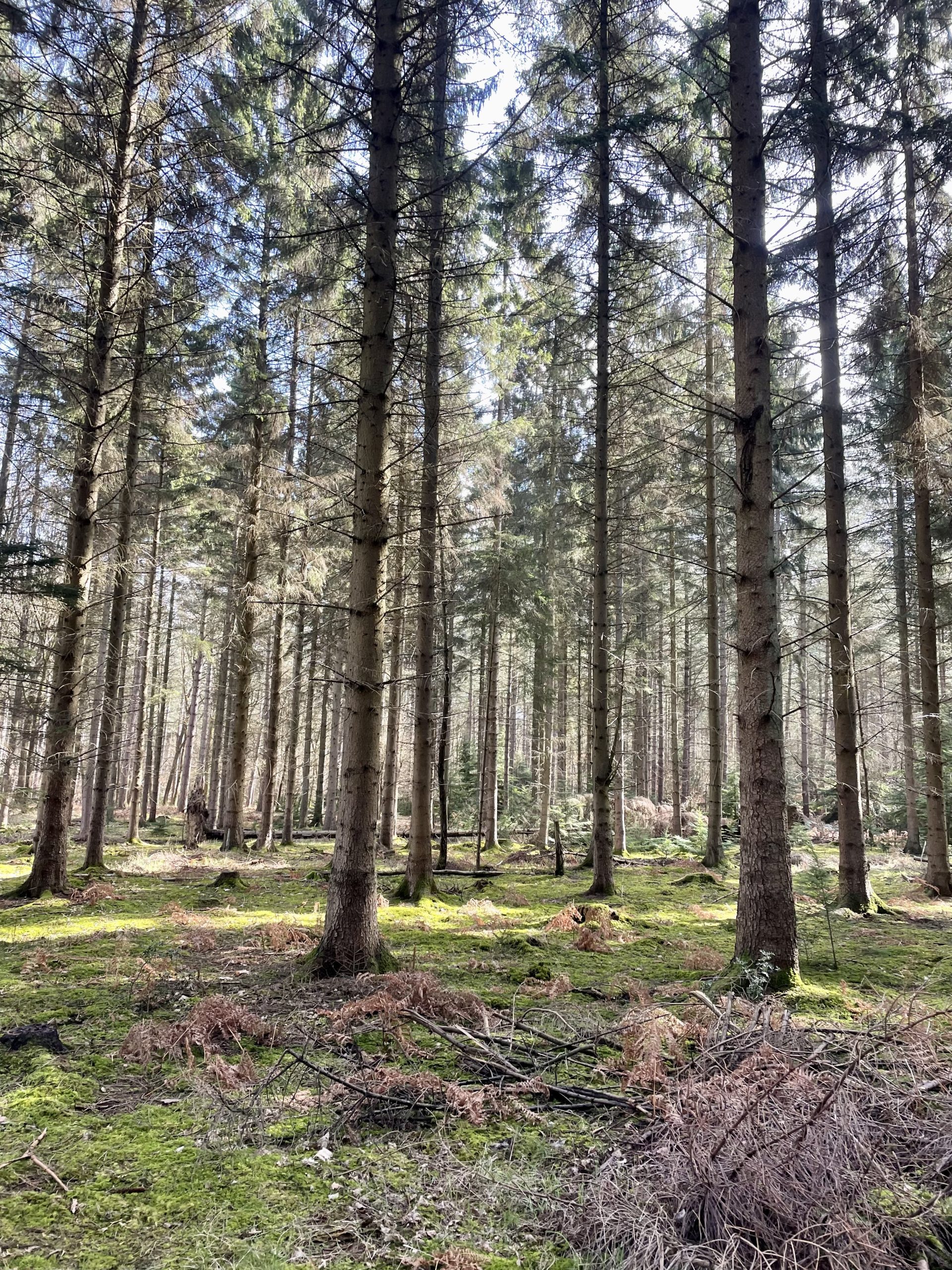 IMG_3709 Tall trees in the forest