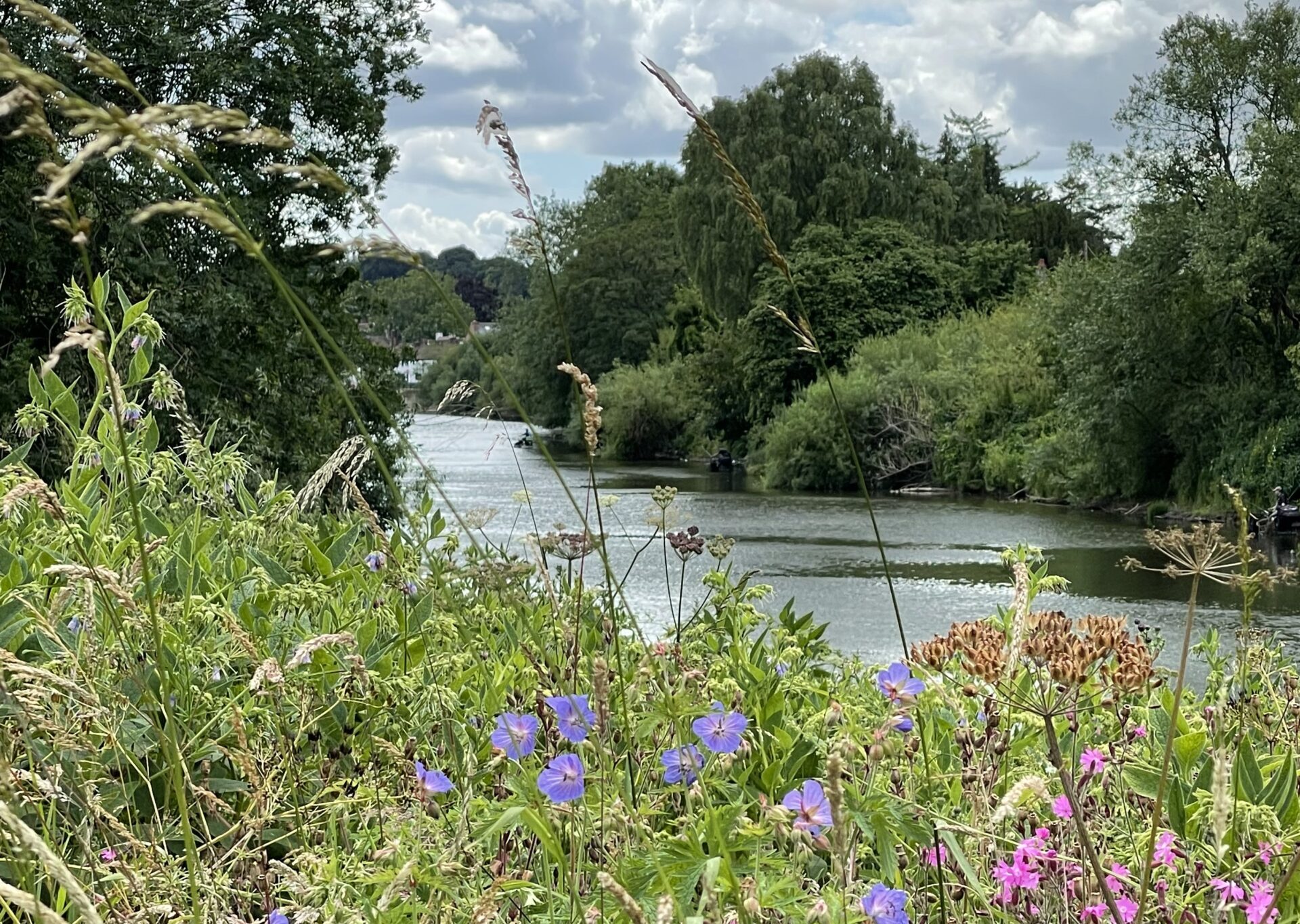 Wild flowers by the River Severn