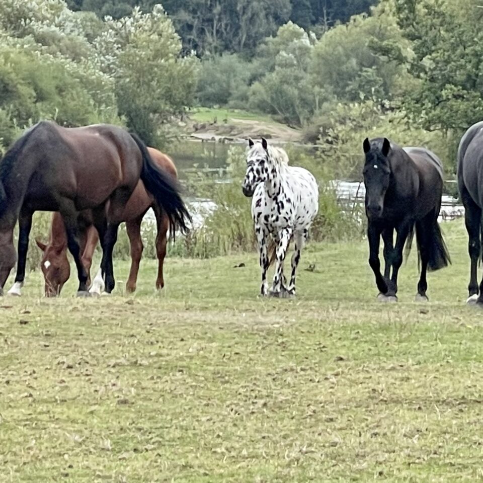 Horses at Bank Farm Equestrian centre