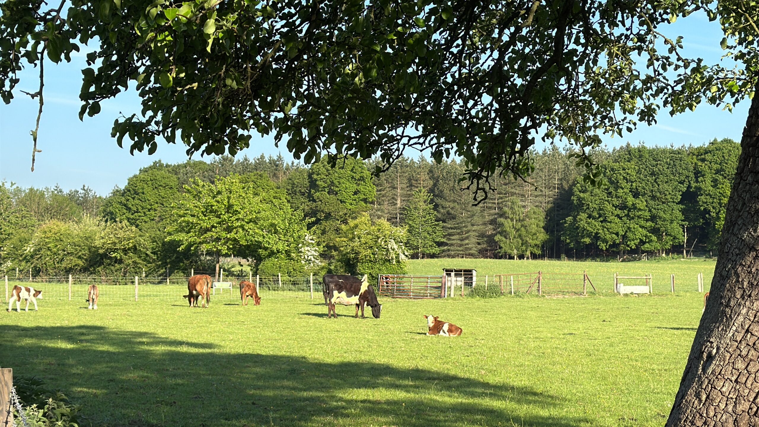 Cows in a field adjoining bank farm holiday park