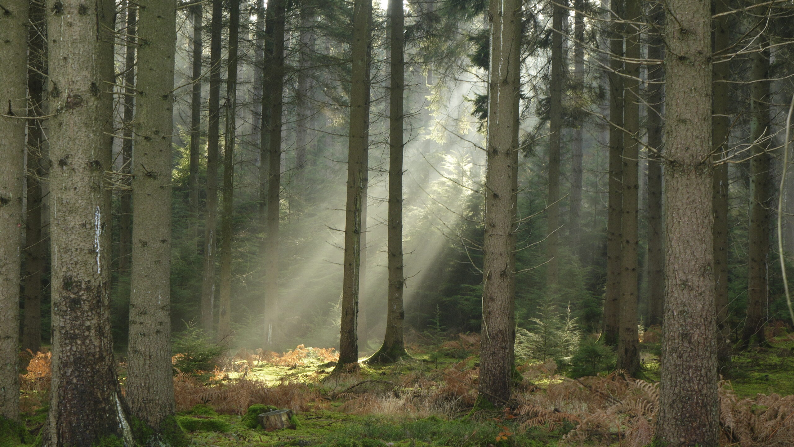 Within the wyre forext by bank farm holiday park