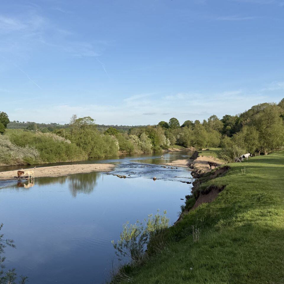 The river severn with horses taking a paddle