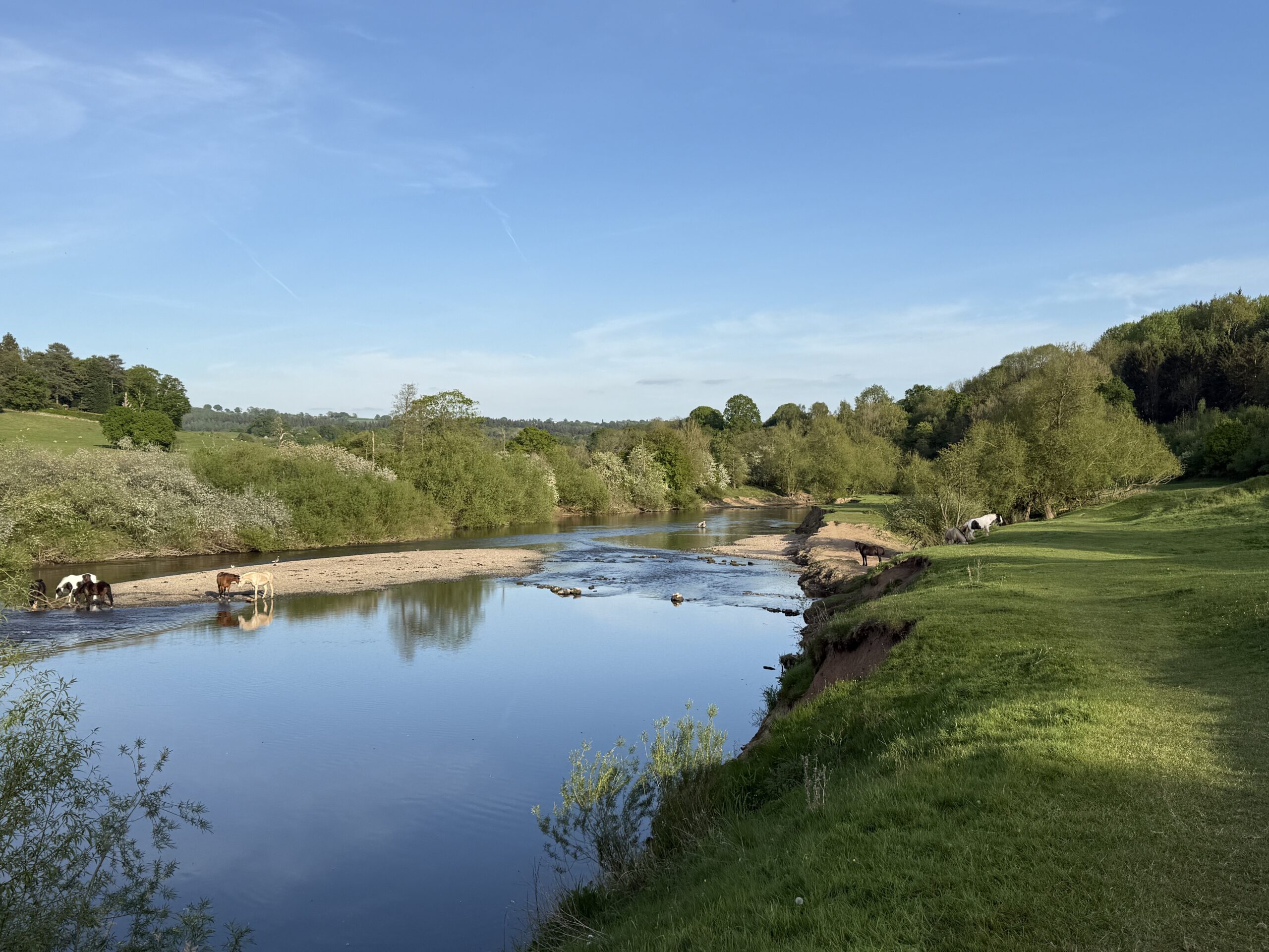 The river severn with horses taking a paddle