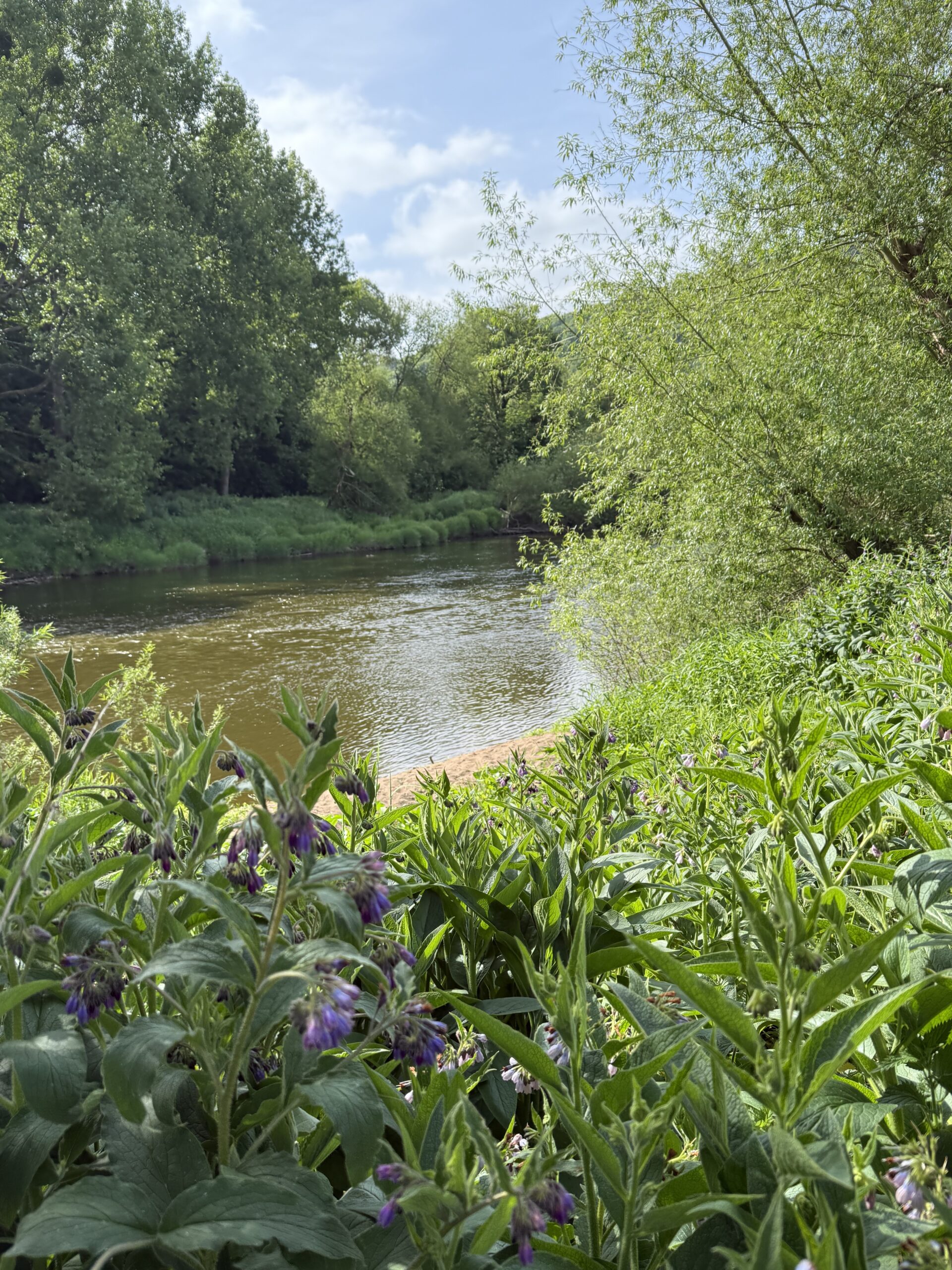 The River Severn near bank Farm