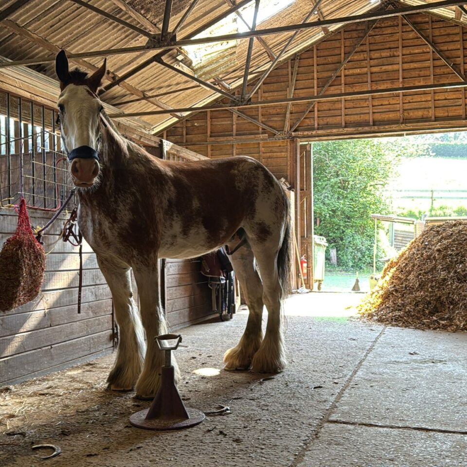 One of our heavy horses