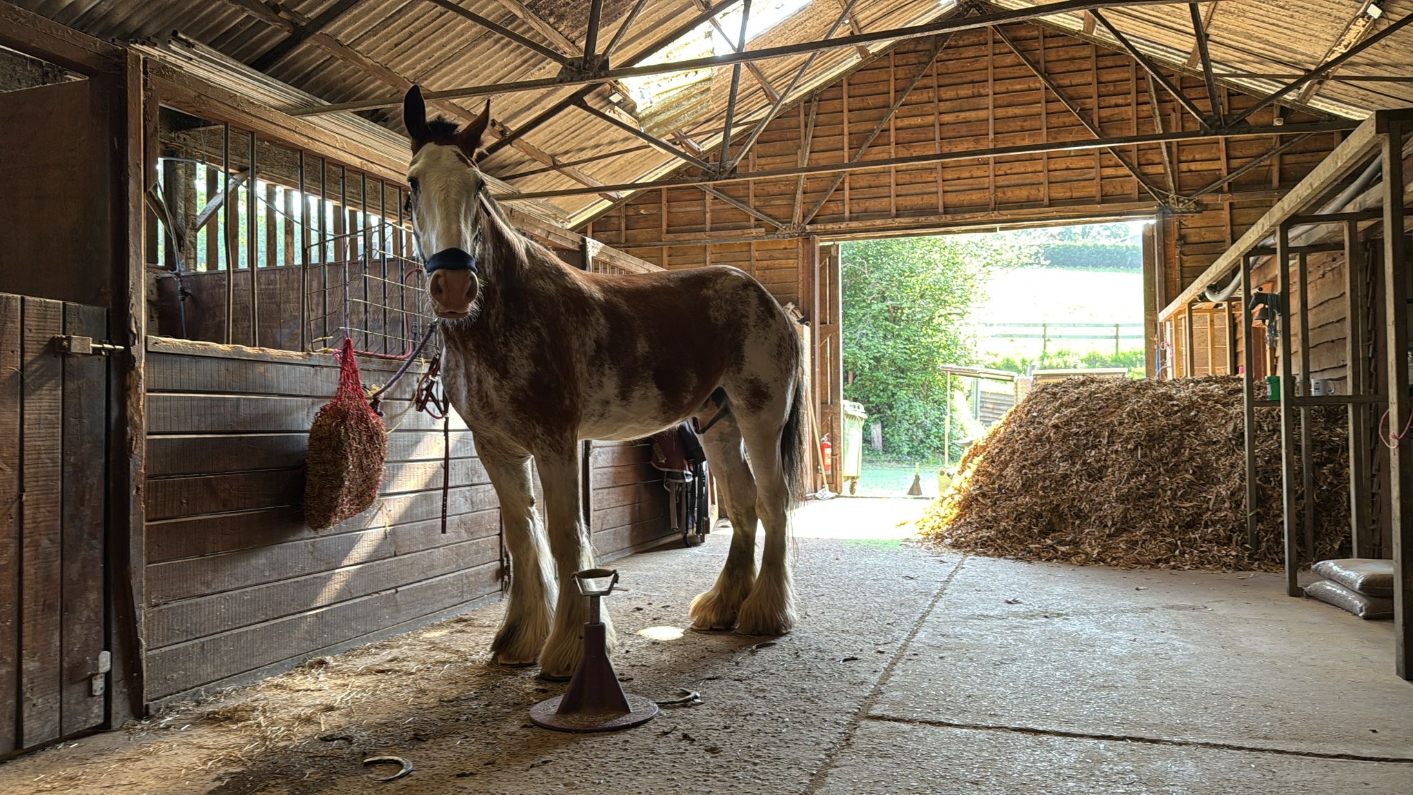 One of our heavy horses