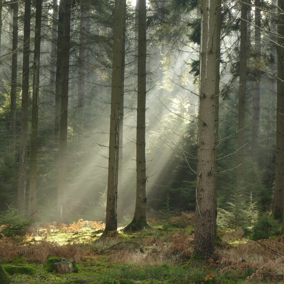In the Wyre Forest