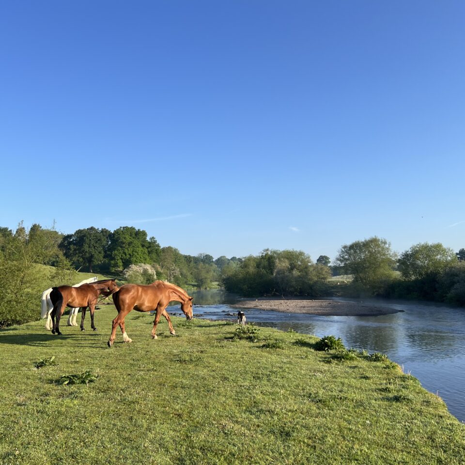 Horses on the river severn