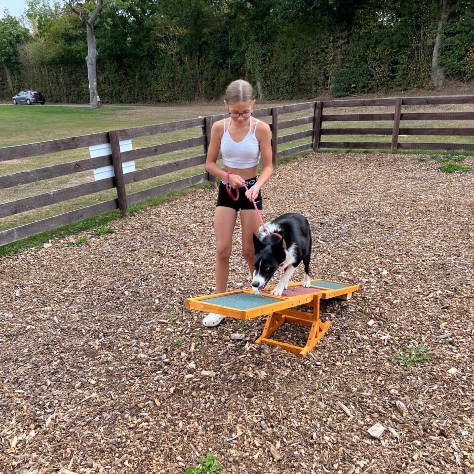 Dog agility area with collie dog on see saw and girl