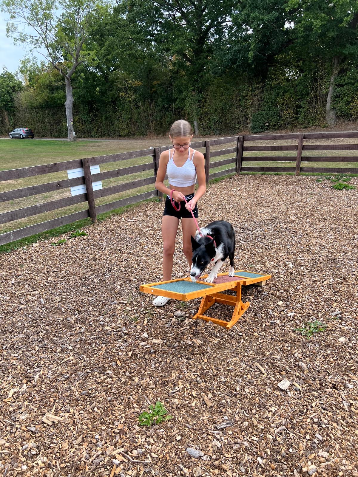 Dog agility area with collie dog on see saw and girl