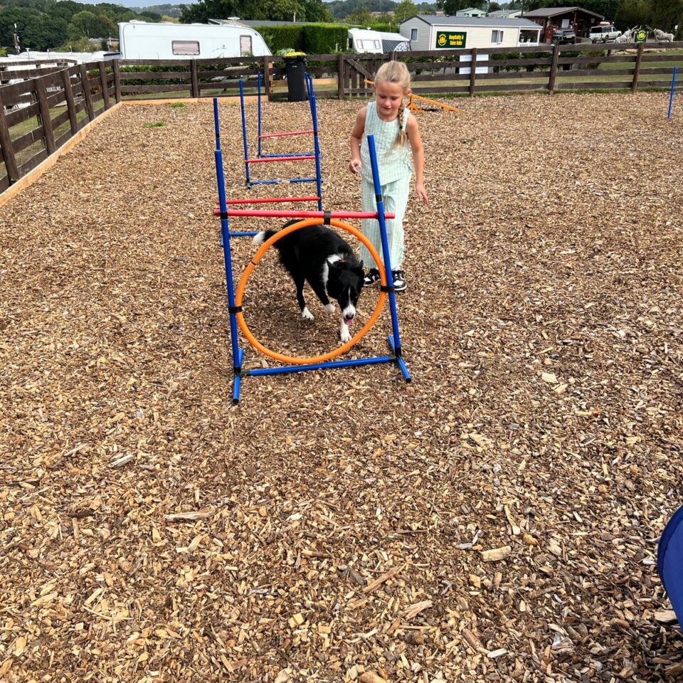Dog agility area with collie dog