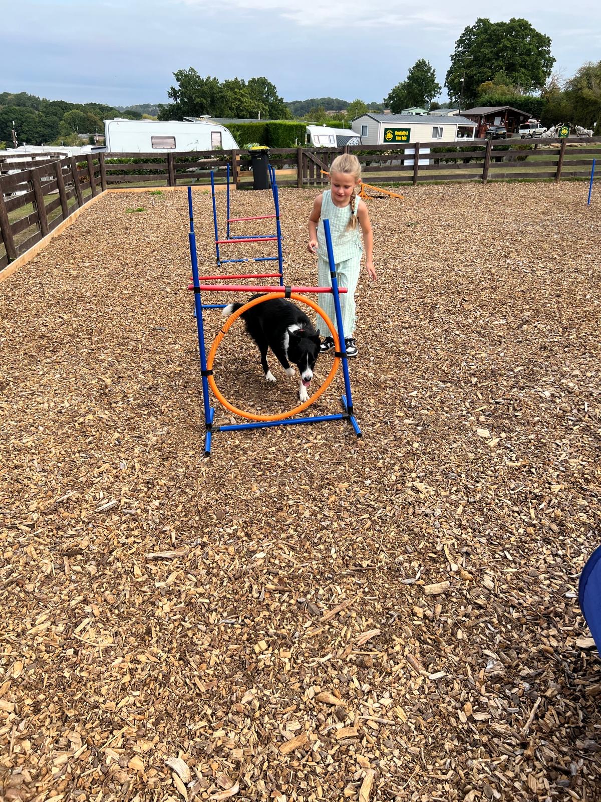 Dog agility area with collie dog