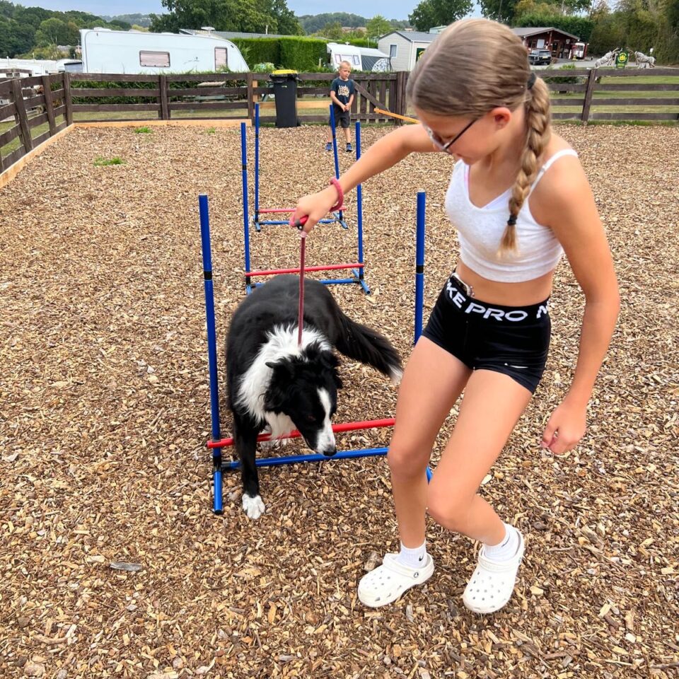 Dog agility area with collie dog and girl