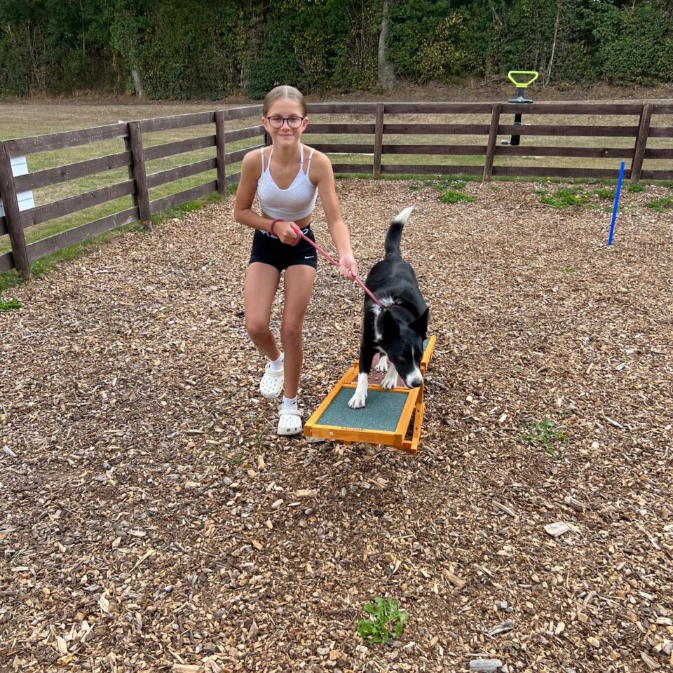 Dog agility area with collie dog and girl having fun