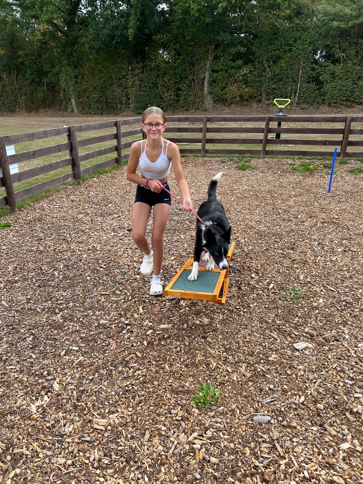 Dog agility area with collie dog and girl having fun