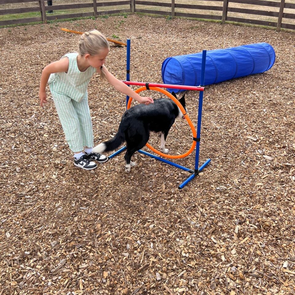 Dog agility area with collie dog in hoop and girl
