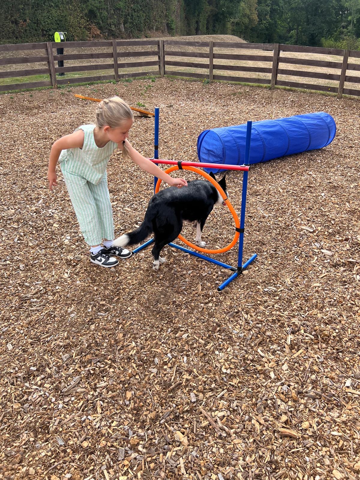 Dog agility area with collie dog in hoop and girl