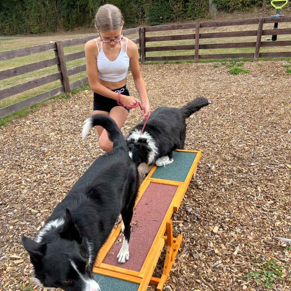 Dog agility area with 2 collie dog and girl