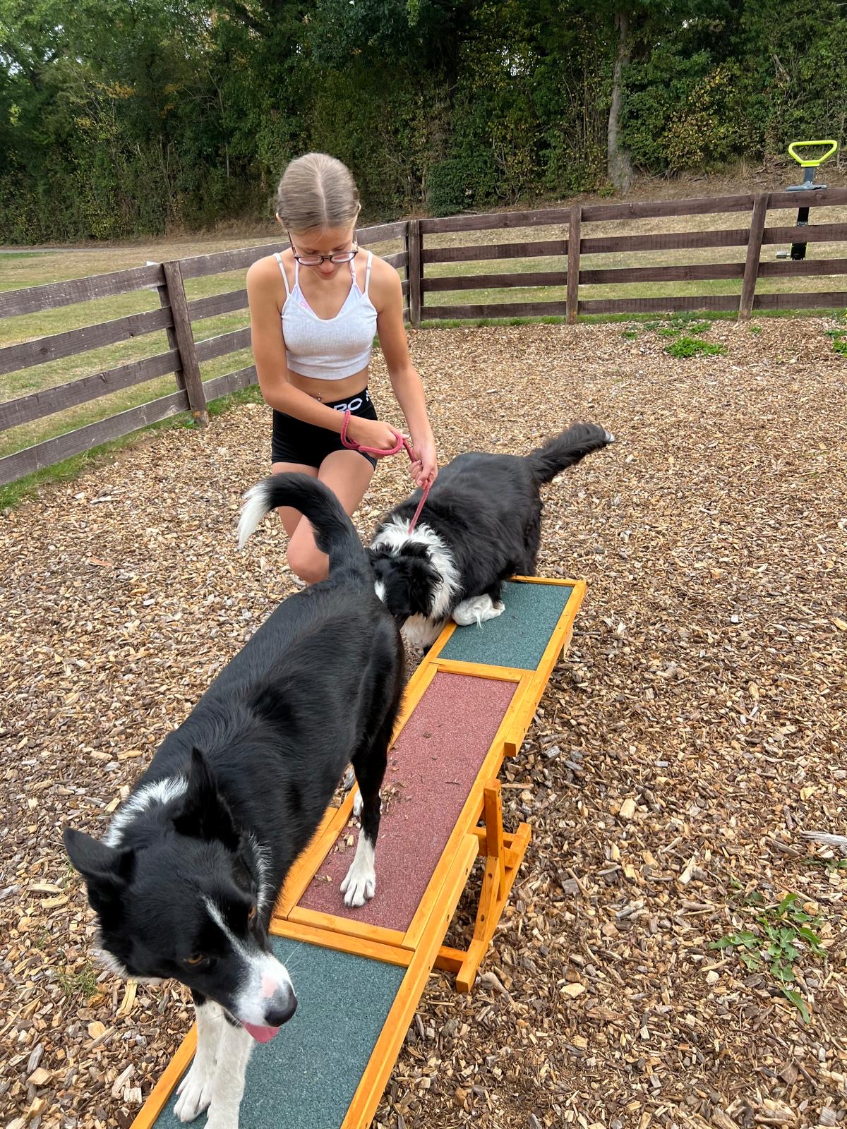 Dog agility area with 2 collie dog and girl