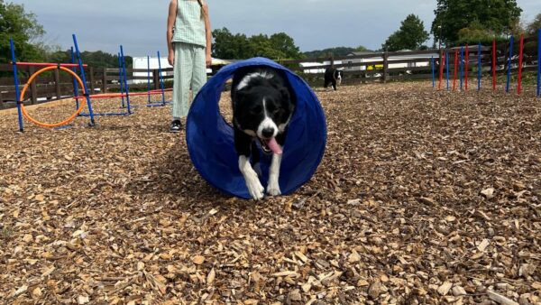 Great shot of Dog agility area with collie dog and girl