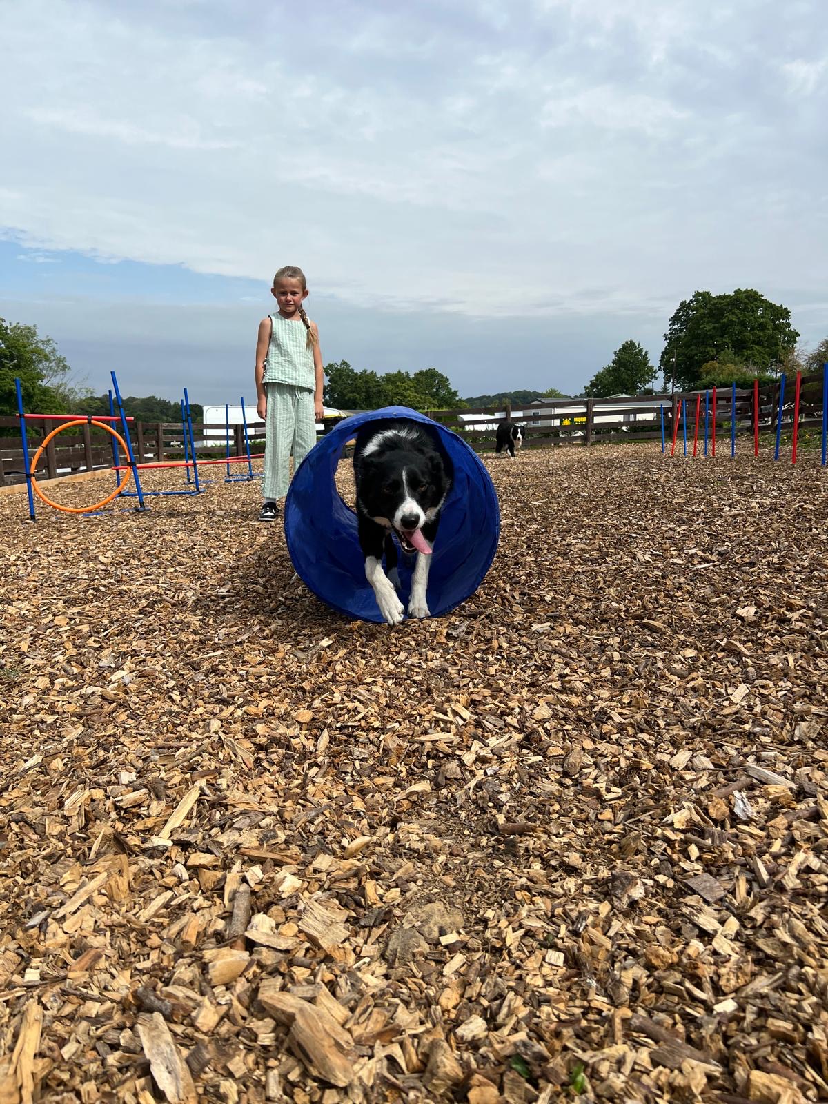 Great shot of Dog agility area with collie dog and girl