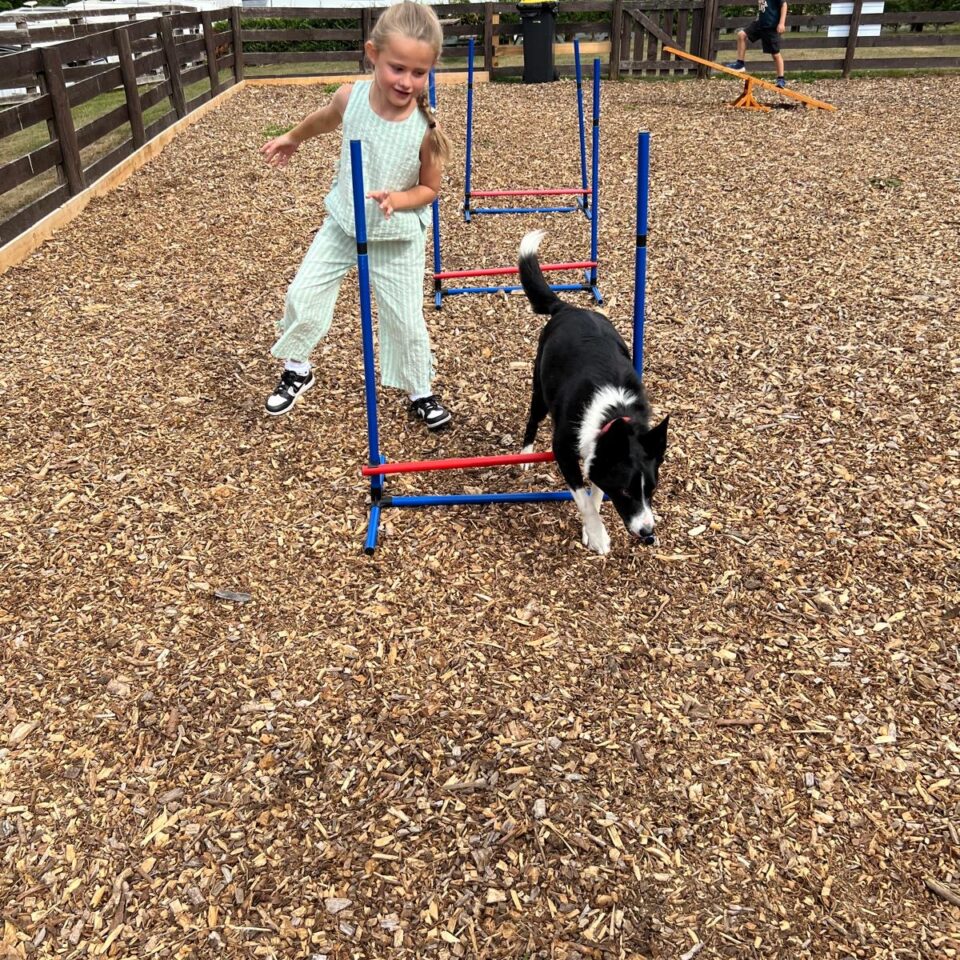 Dog agility area with collie dog and small girl