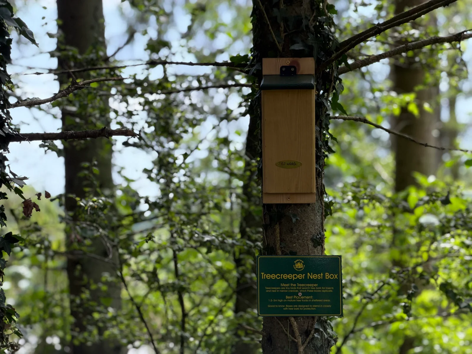 IMG_6577-scaled Bird Box at Lodge Coppice
