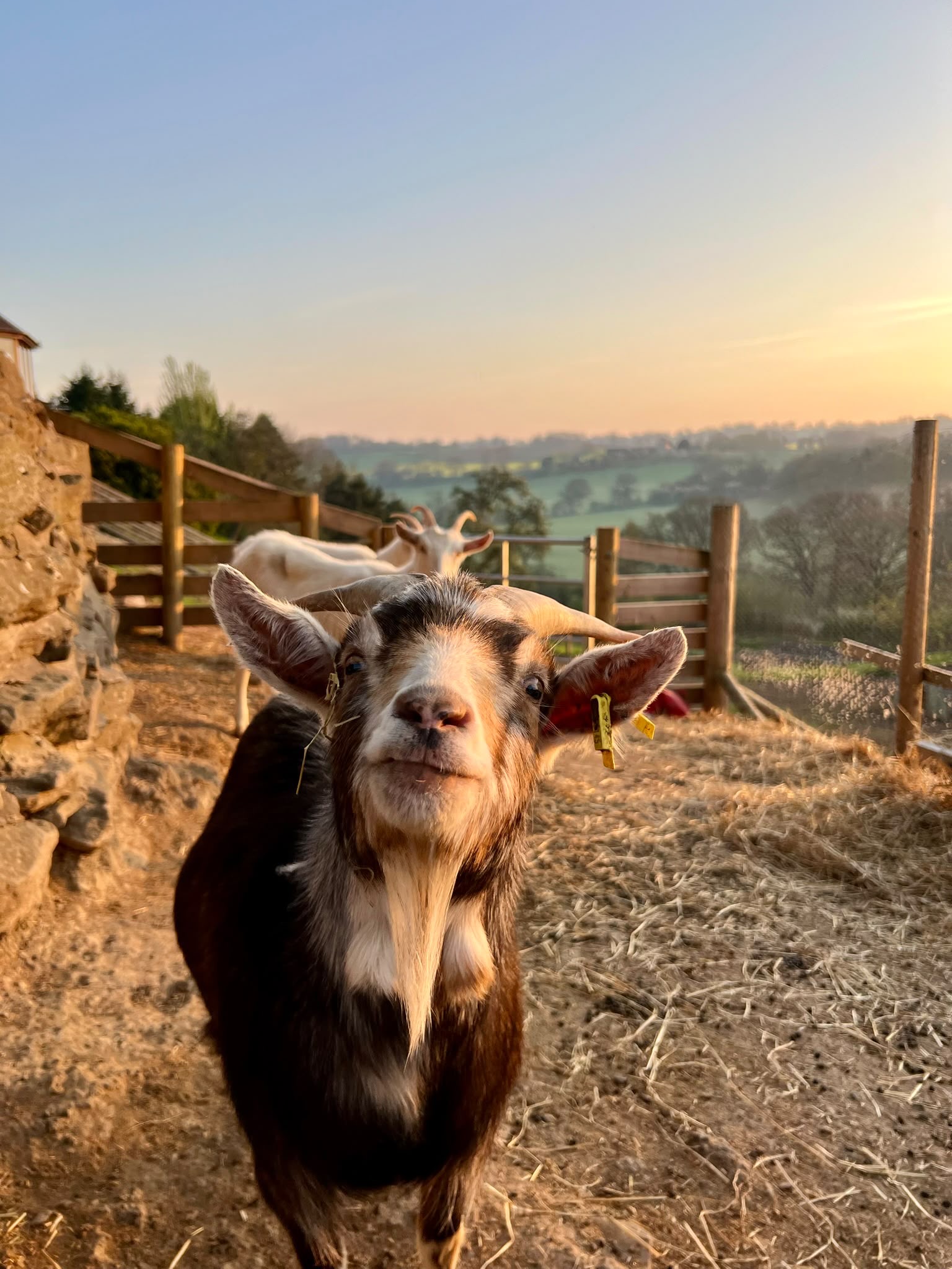 Small goat at sunrise with countryside behind
