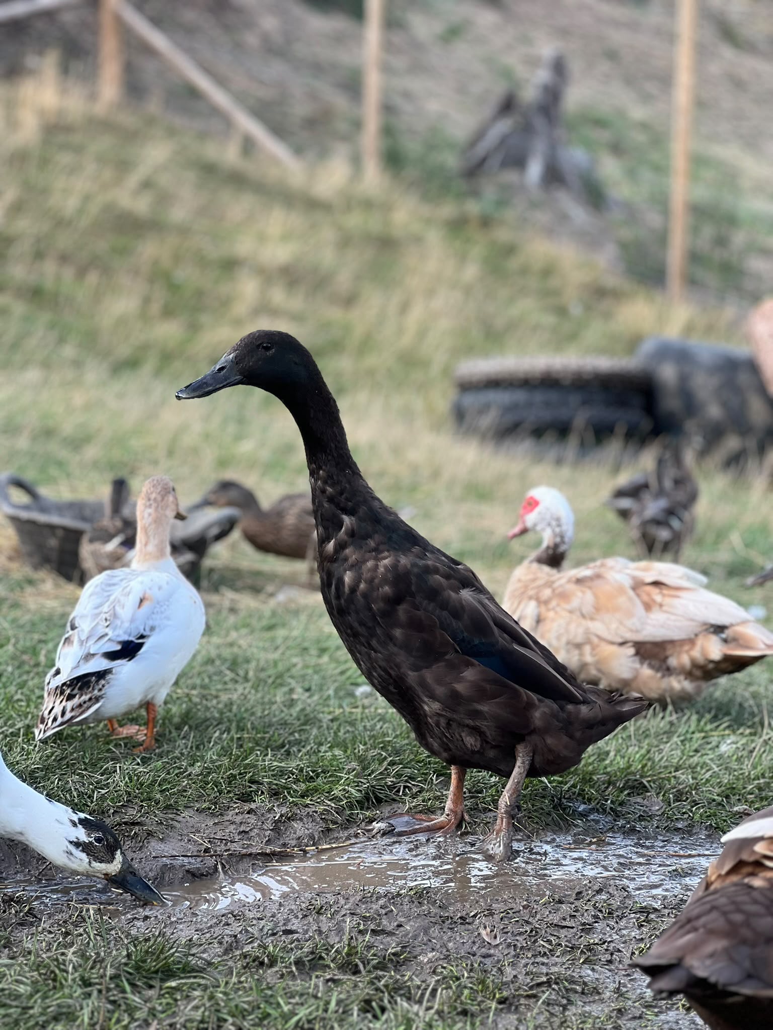 a50103e3-8936-4b87-ba74-5ad3465fb4ad Beautiful black duck standing in muddy puddle