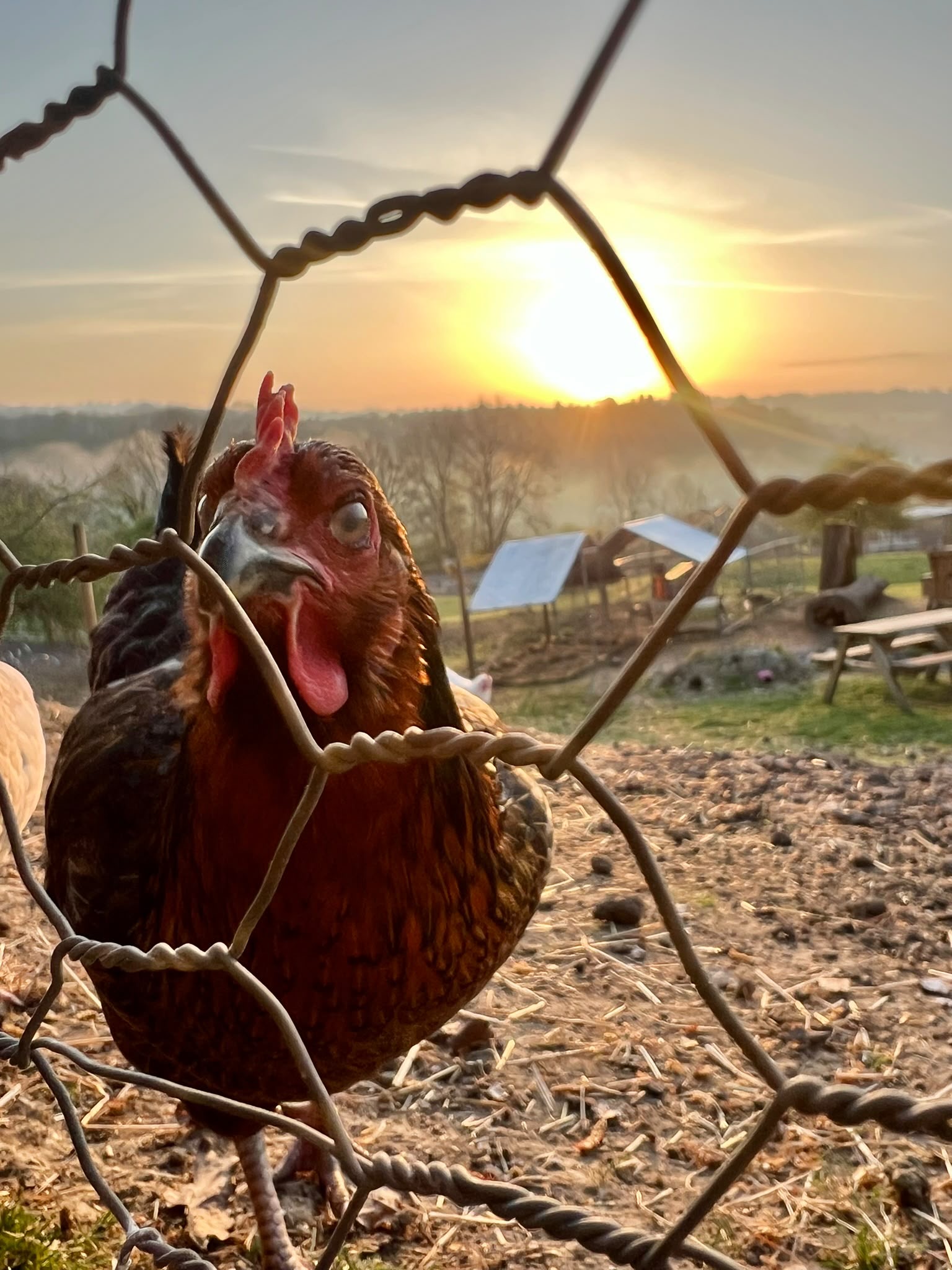 b4bd443b-46ae-4e37-8292-ef197b864833 Chicken at sunrise, looking through enclosure fence