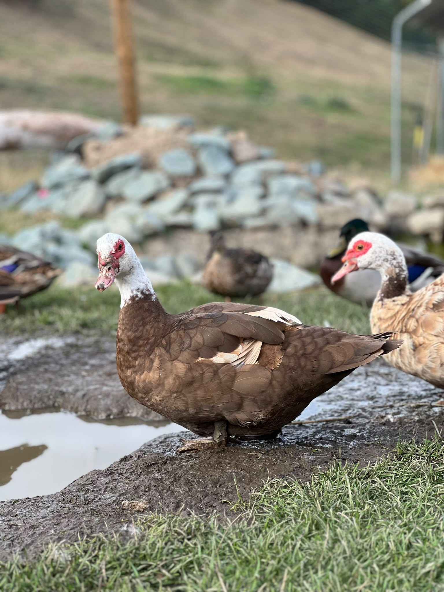 b880d94c-a893-43e4-bff3-d99efa301077 Muscovy ducks standing by pool of water