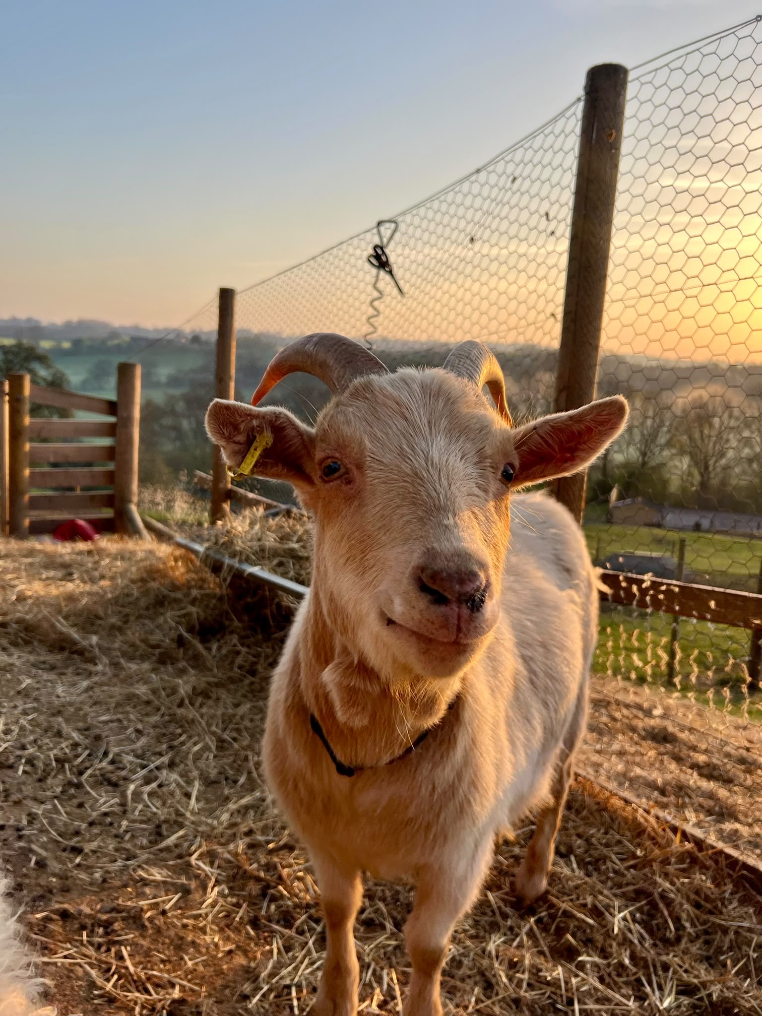 d38c76df-2131-4e17-9446-f8813f3b6048 Small goat looking straight at the camera, standing in straw , with countryside beyond